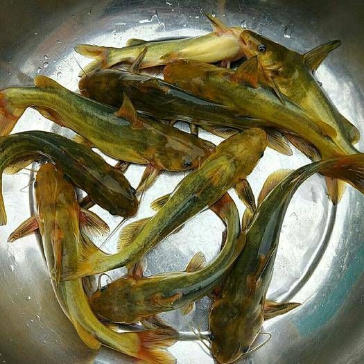 仙桃市黄颡鱼（绿色渔业，自产自销，送货上门，保质保量）