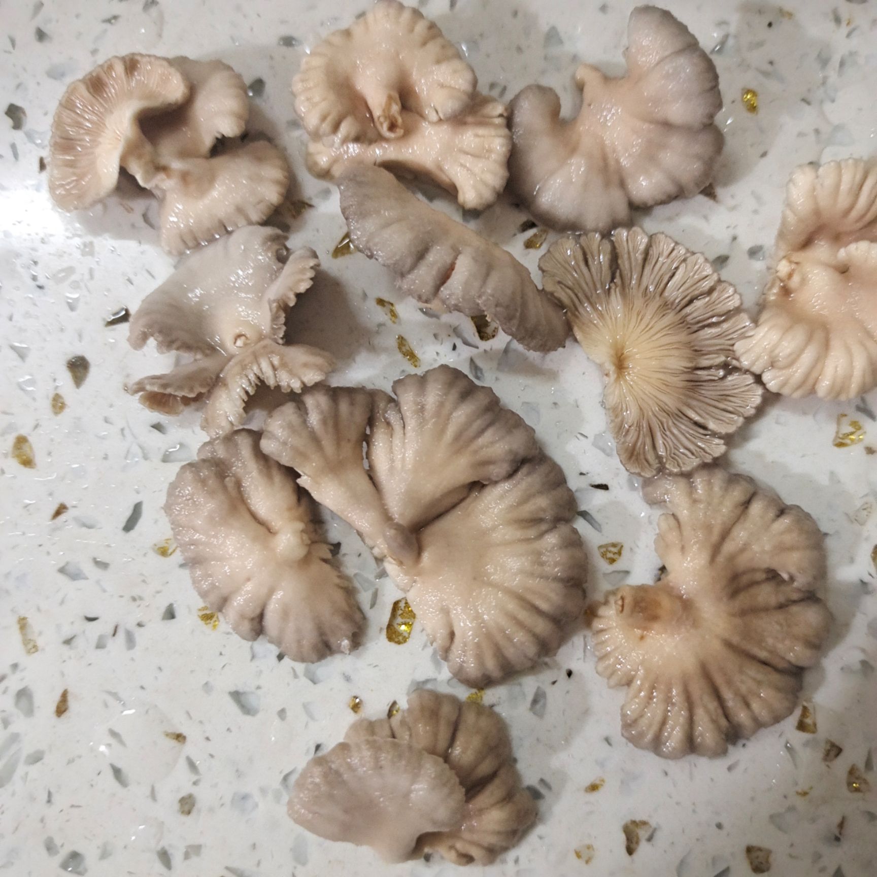 白参菌鸡冠菌千担柴鸡毛菌土特产