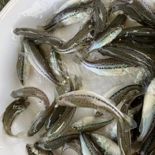 建湖县鲈鱼苗  鲈鱼  各种优质鱼苗 价格美丽