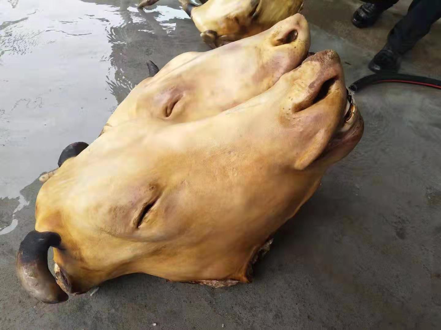 火烧毛牛头，牛头宴专用