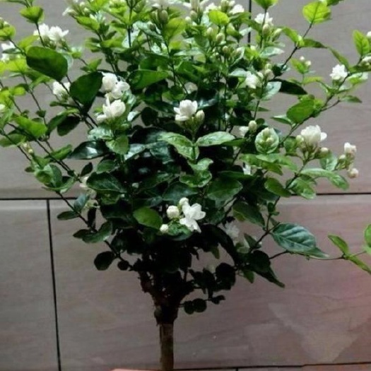犍为县 三年到六年的 茉莉花老桩有需要的老板  赶紧来联系我