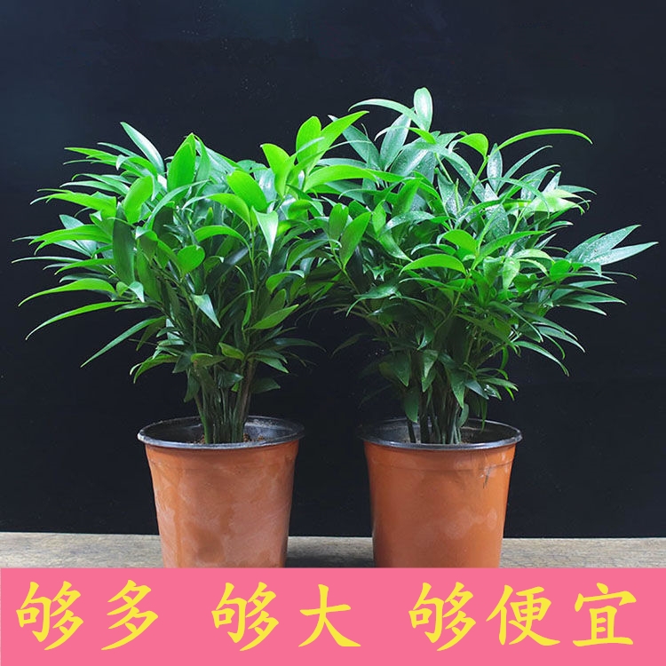 漳平市窄叶竹柏  精品竹柏盆栽驱蚊竹盆栽长寿竹盆栽鸿运花卉产地直销