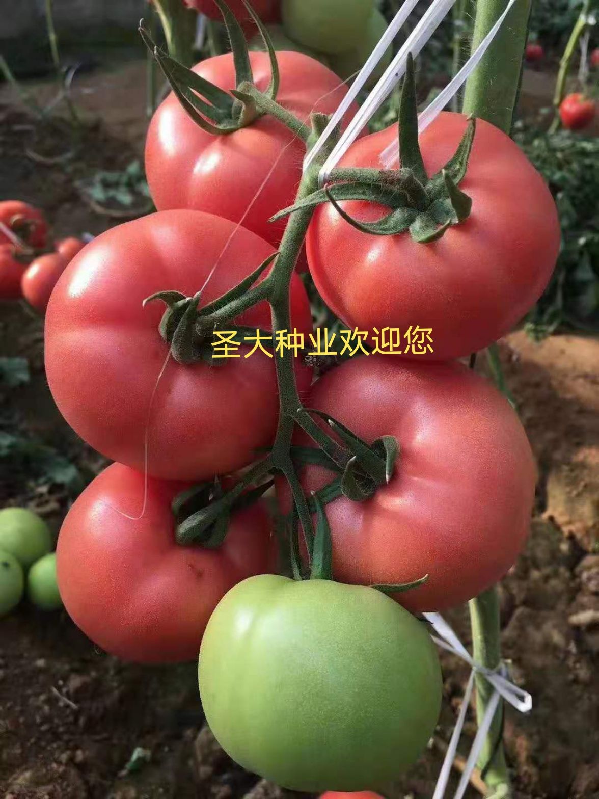 寿光市大粉番茄苗  大粉西红柿苗！抗性强！产量高！花絮多！座果率高
