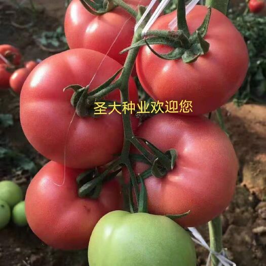 大粉番茄苗  大粉西红柿苗！抗性强！产量高！花絮多！座果率高