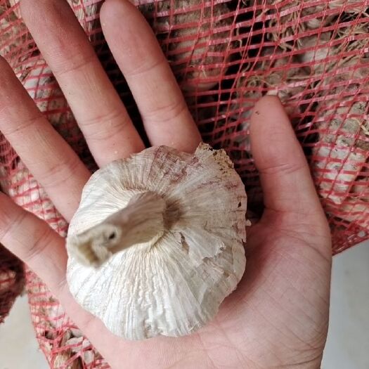 睢县白皮蒜  农村人自种，质量安全有保障
