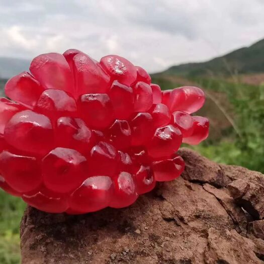 会理市精品软籽石榴，硬籽石榴