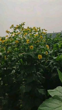 大叶蛋白菊高产亩产20吨，高蛋白，富含18种氨基酸SOD高