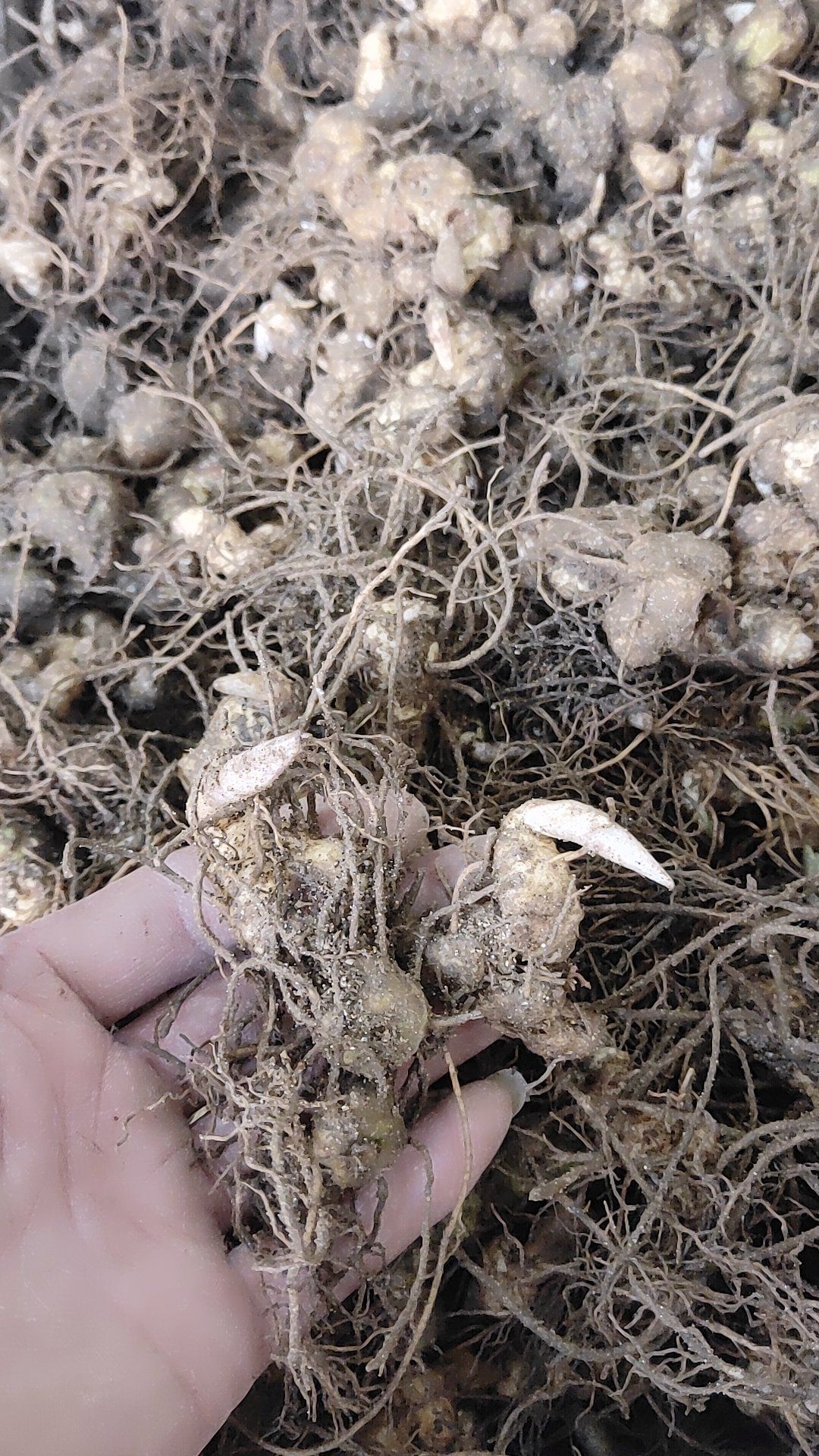 黄精种苗  多花药典品种 基地直供 现挖现卖提供技术包回收