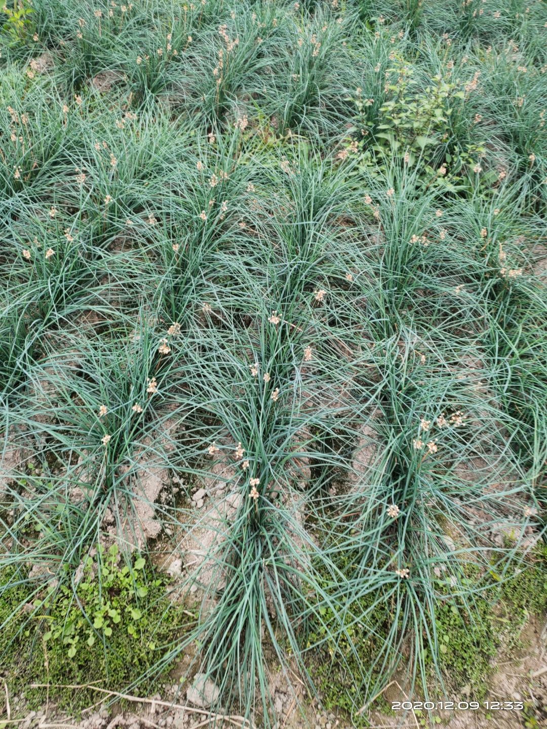 长柄藠头 江西养头种子