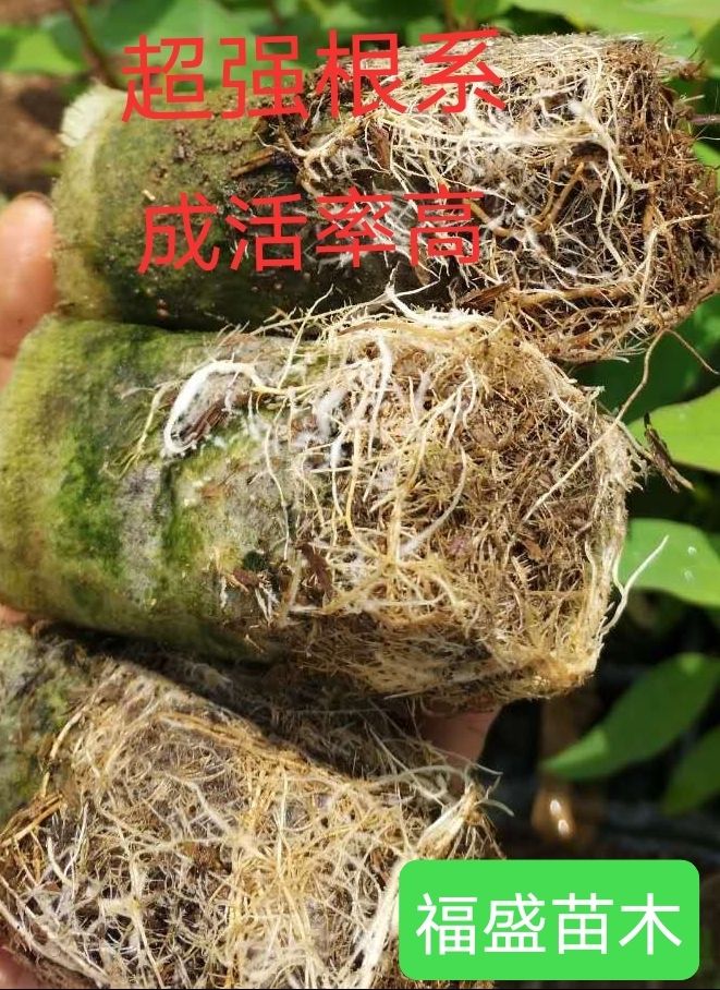 广林九号桉树  优质快大桉树 广林9，DH3229,广州1号