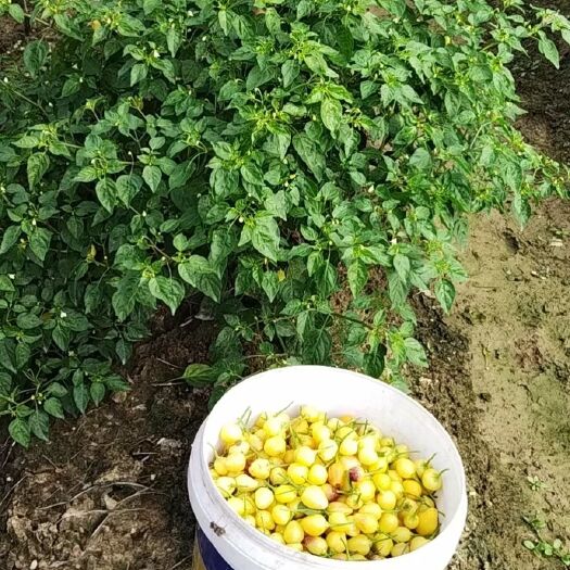 云浮农家种植五彩椒中含有丰富的维生素C，适合各种人群食用。