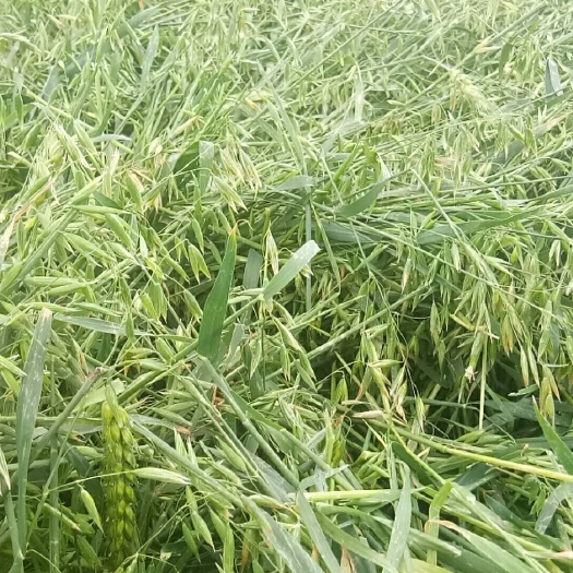 新燕麦草