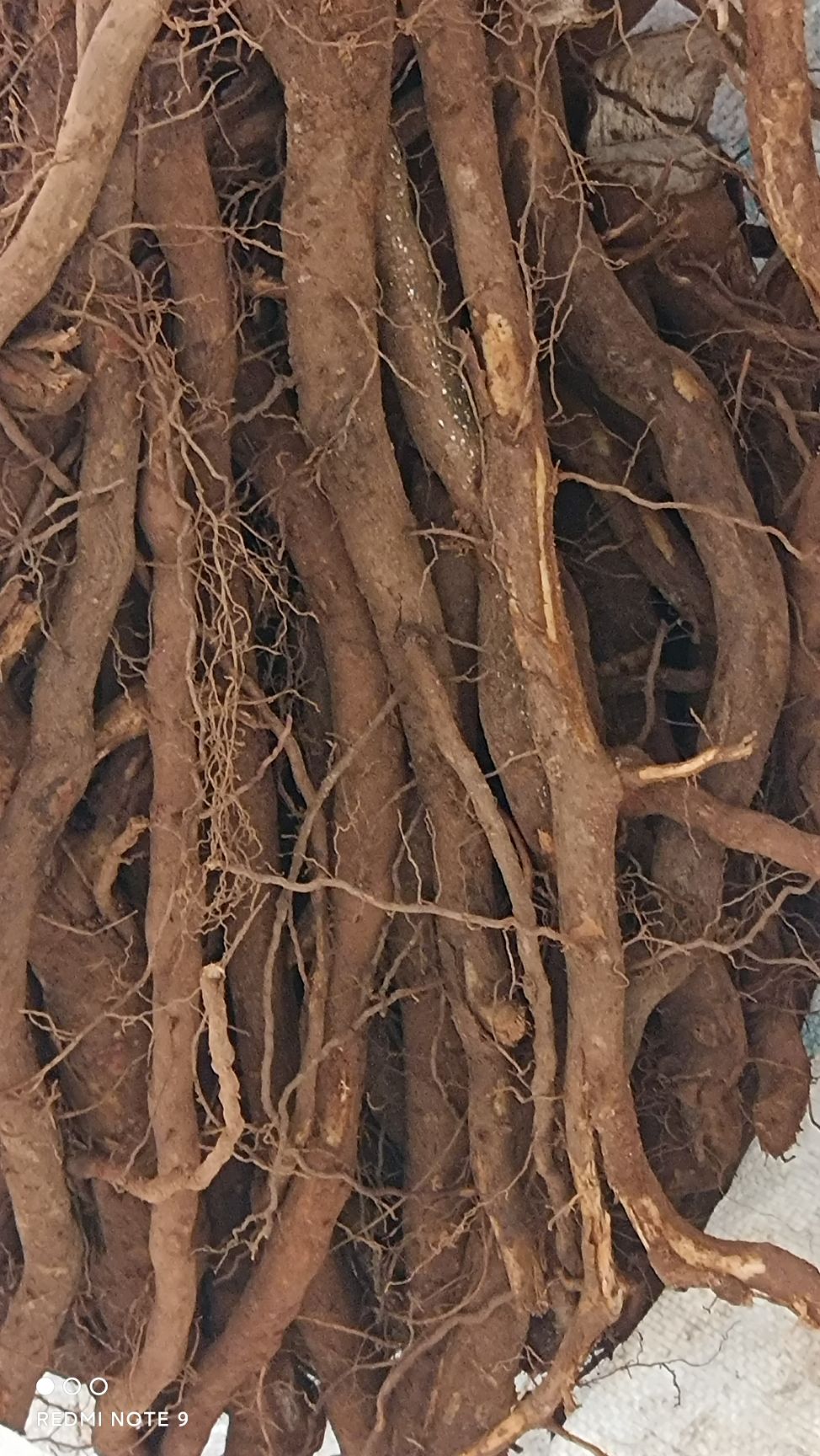山苍子，又名木姜子，山胡椒，鲜货根茎均有现采现发，