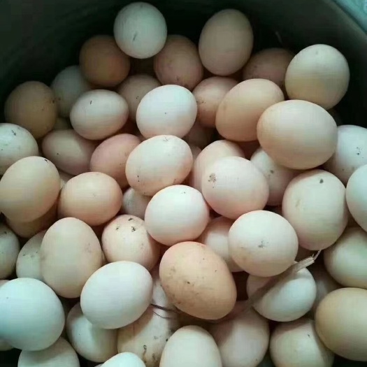 衡阳土鸡蛋 食用 箱装 