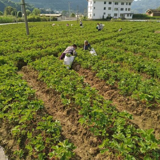 湄潭县出售红颜草莓苗，质优无病，品质保证，可实地看苗