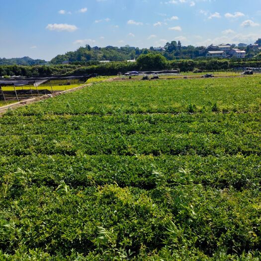洪江市 茶梅