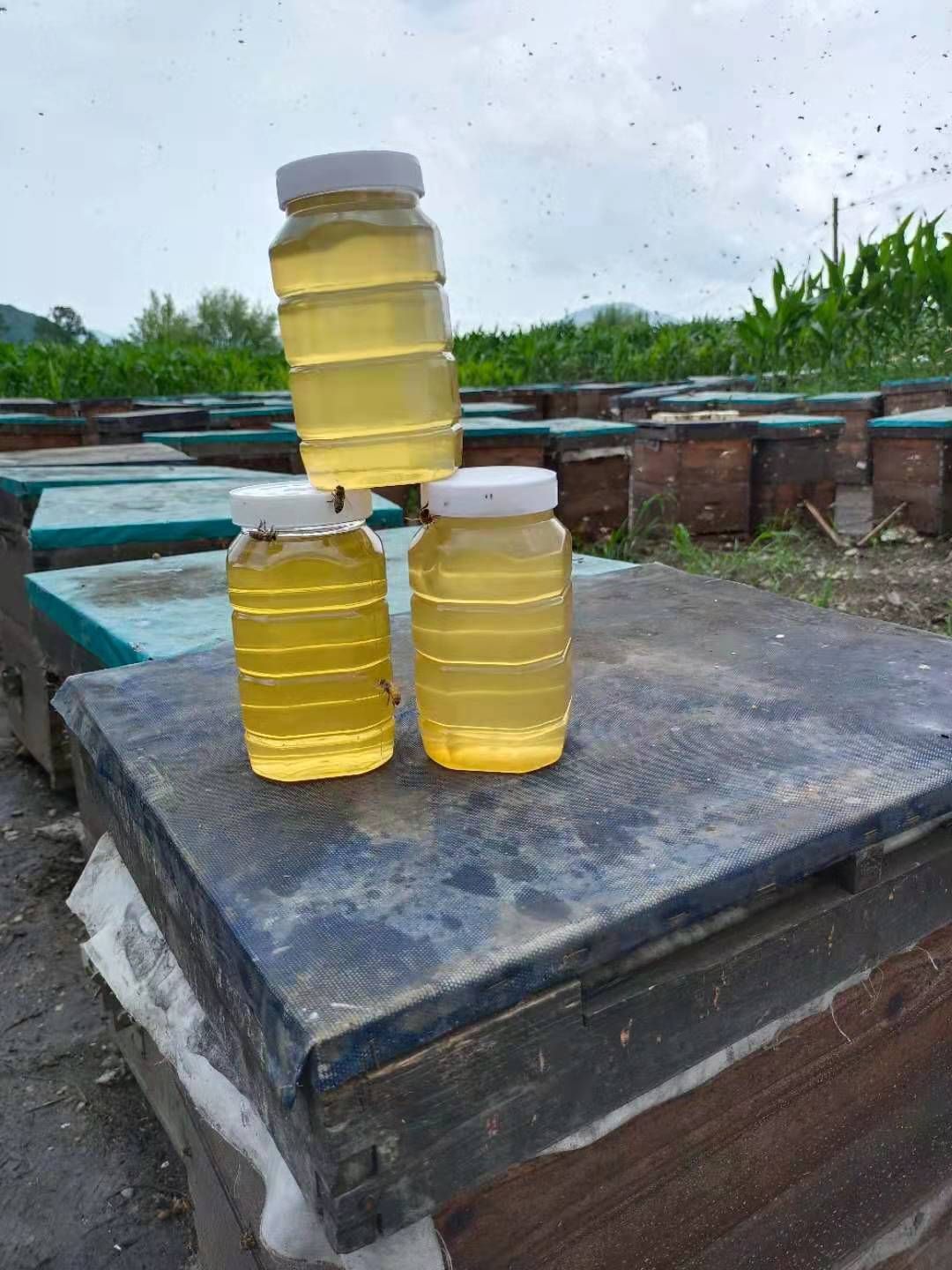 椴树蜜