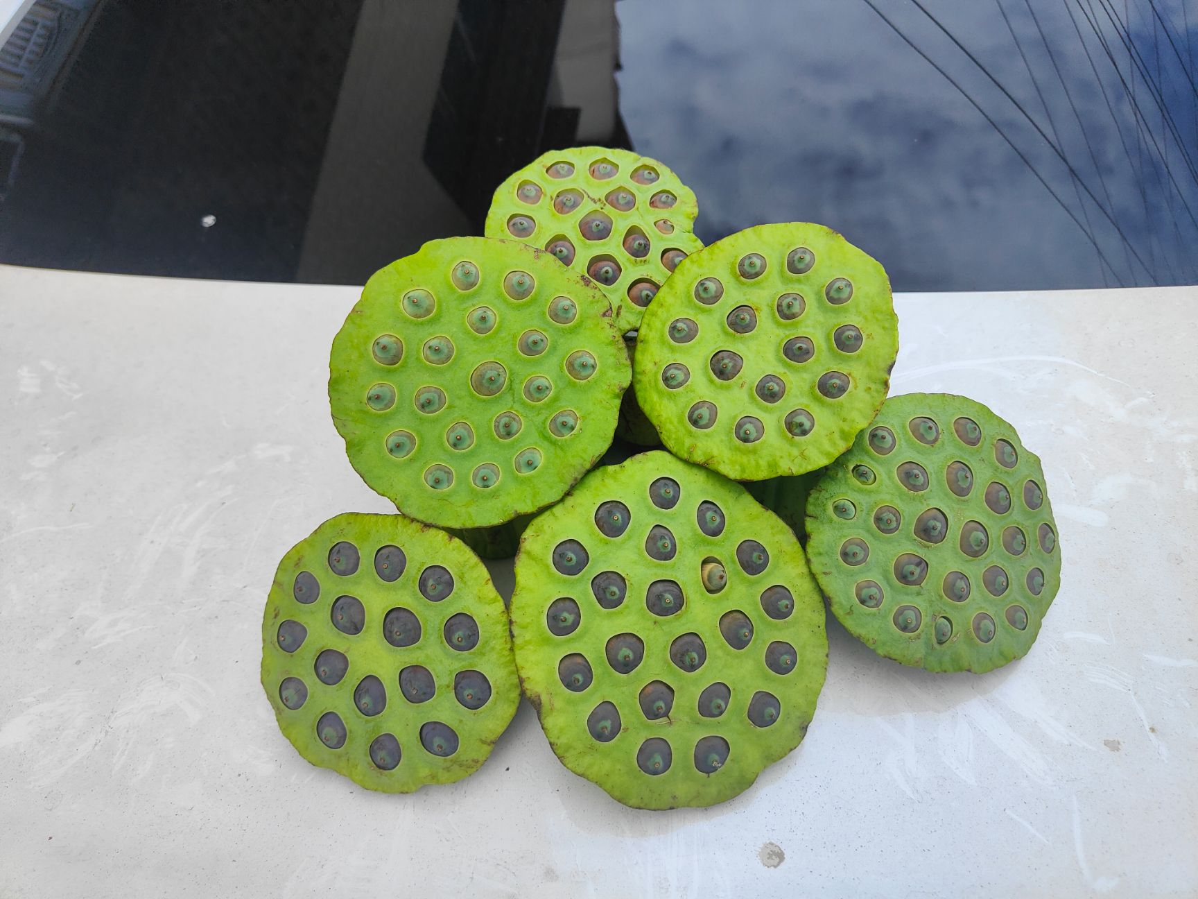 莲蓬新鲜现摘现卖莲子米水果莲嫩莲蓬老莲子广东产地直销大量供应