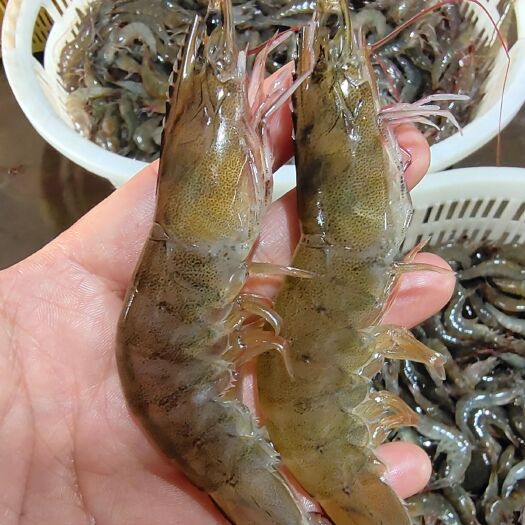 北海北海新鲜虾 白对虾/基围虾每天都有大批量供应