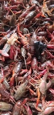 荆州小龙虾尾 小龙虾小青