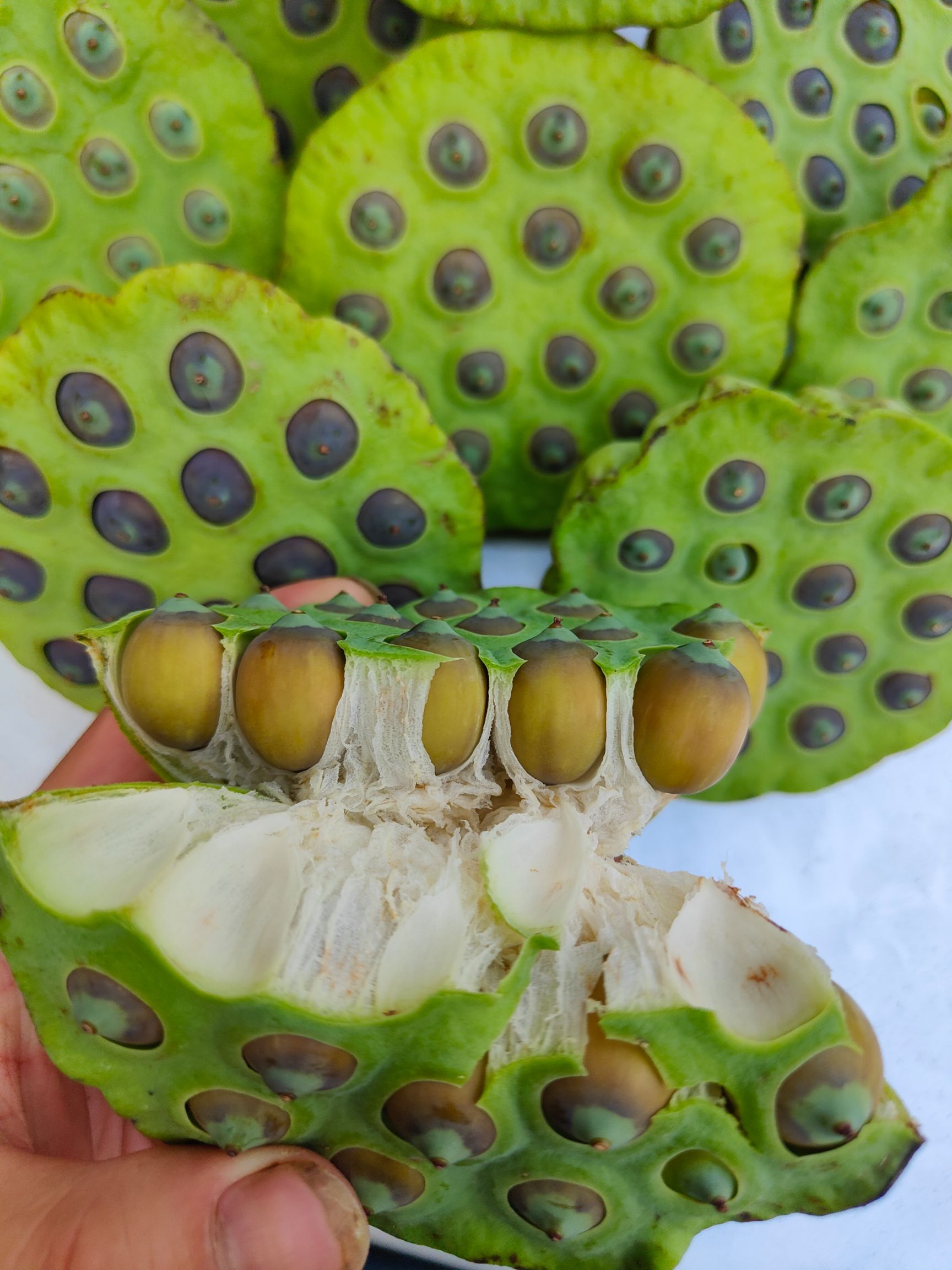 莲蓬新鲜现摘现卖莲子米水果莲嫩莲蓬老莲子广东产地直销大量供应