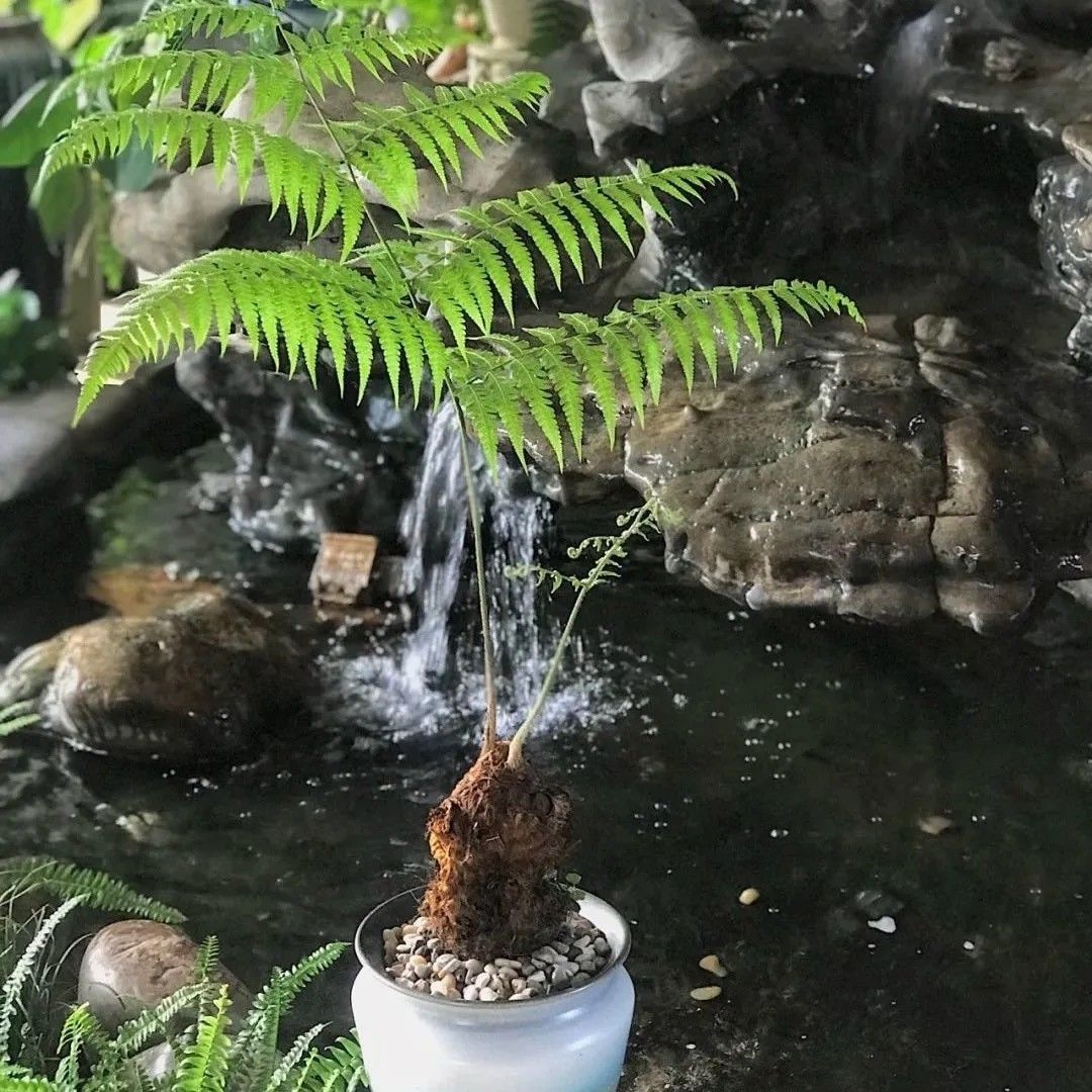 景观盆栽  金丝蕨