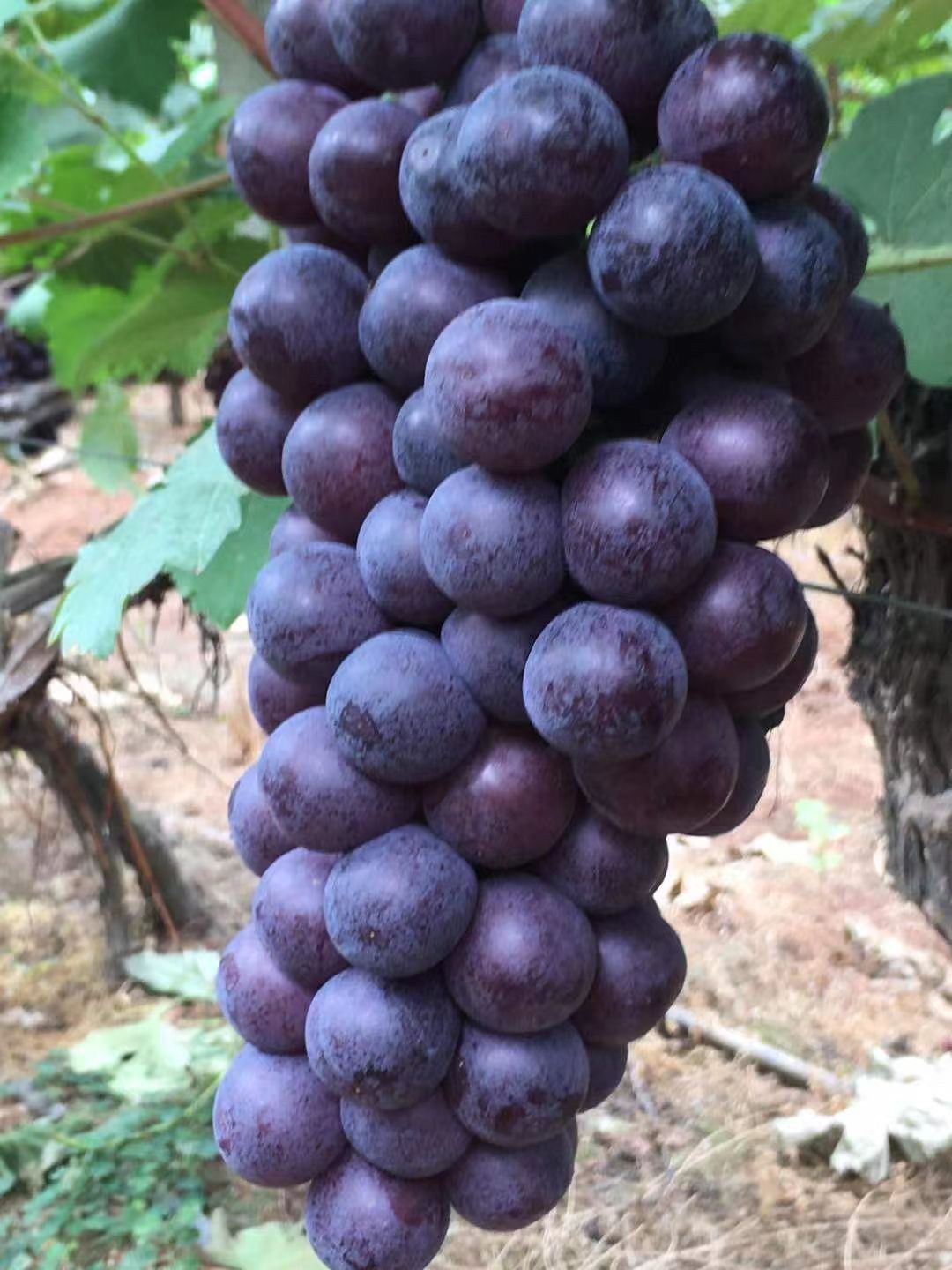 夏黑葡萄  夏黑靓货看上的联系