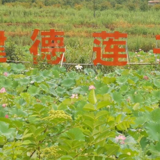 建德市白莲子  2021年建德有机莲子上市