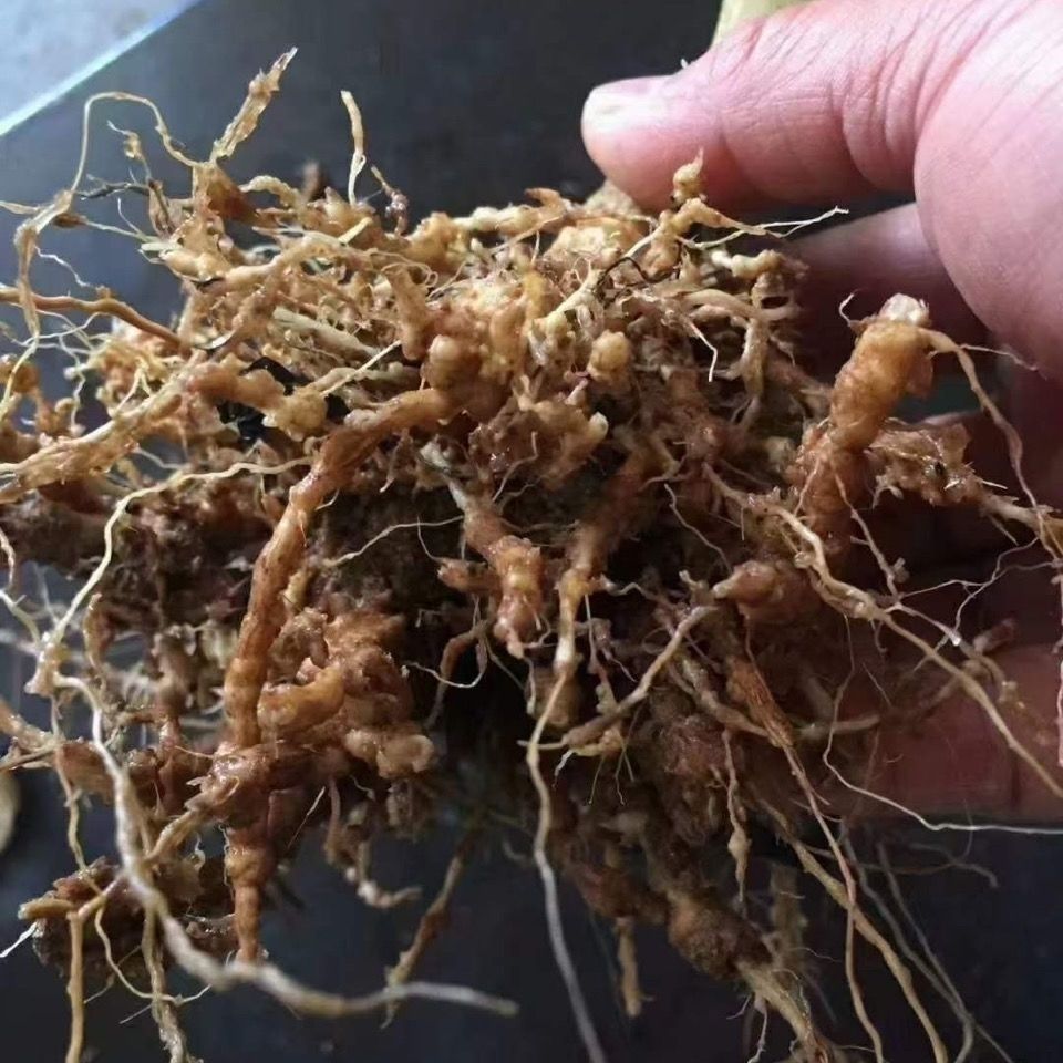 微量元素肥料  线虫一片净水微生物菌剂成虫幼虫虫卵兼杀不伤根