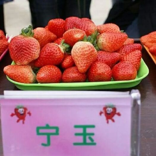 泰安 宁玉草莓苗  批发宁玉草莓苗  宁玉草莓脱毒苗 宁玉草莓种苗