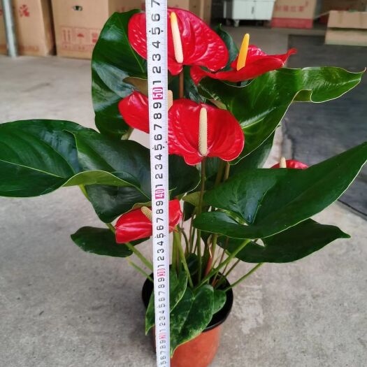 漳平市木荷 东大荷马150，21盆装，29元