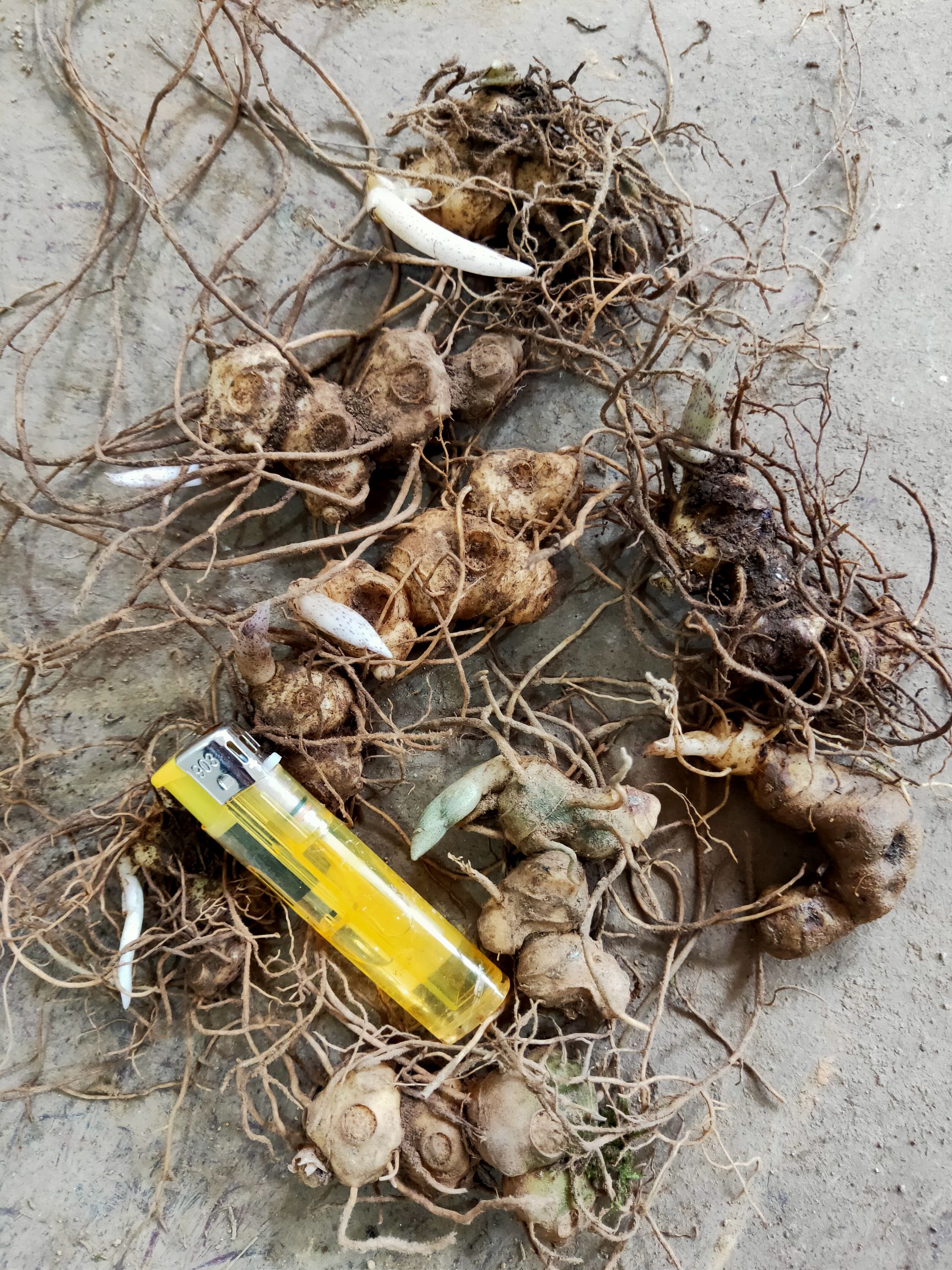 黄精种苗  多花药典品种 基地直供 现挖现卖提供技术包回收