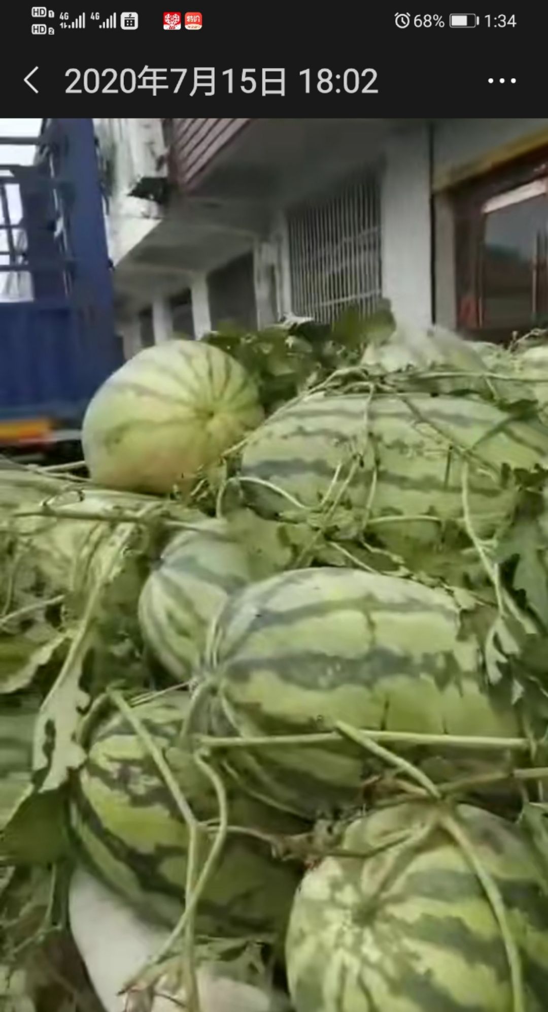 冠龙西瓜大量上市，基地直供