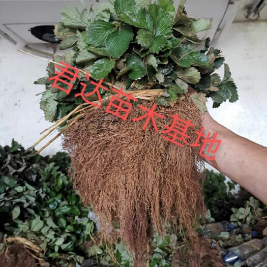泰安红颜草莓苗 脱毒红颜草莓苗 红颜草莓苗价格  红颜草莓苗种苗