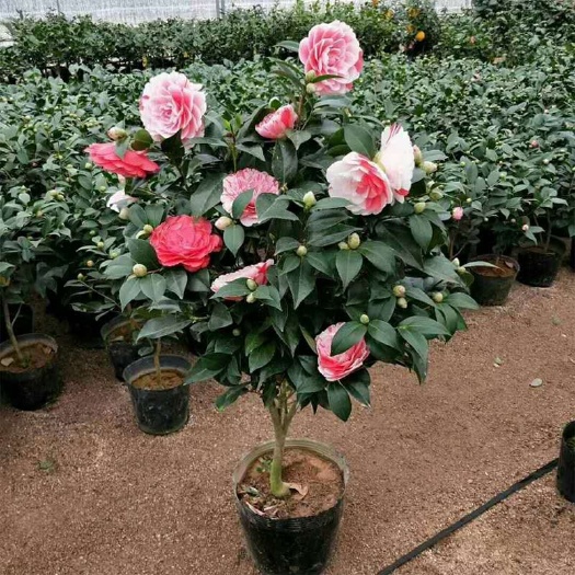 五色赤丹茶花多色花福建龙岩永福镇基地批发保质保量原盆原土发货