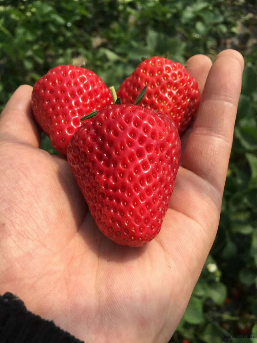 妙香七号草莓苗 妙香三号草莓苗 妙香草莓苗脱毒苗 签订合同