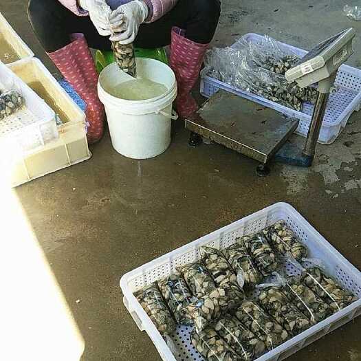 雷州市珍珠蚝  新鲜天然海鲜生蚝肉，需要的话直接联系我，每天有几千