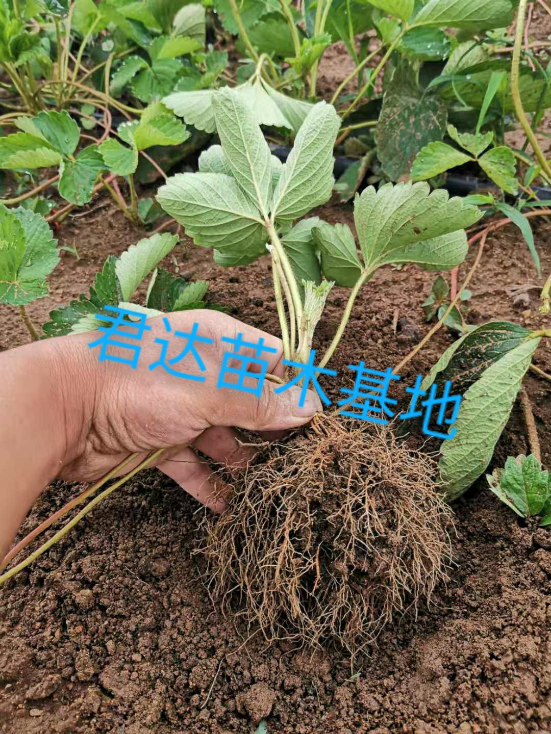 红颜草莓苗 脱毒红颜草莓苗 红颜草莓苗价格  红颜草莓苗种苗