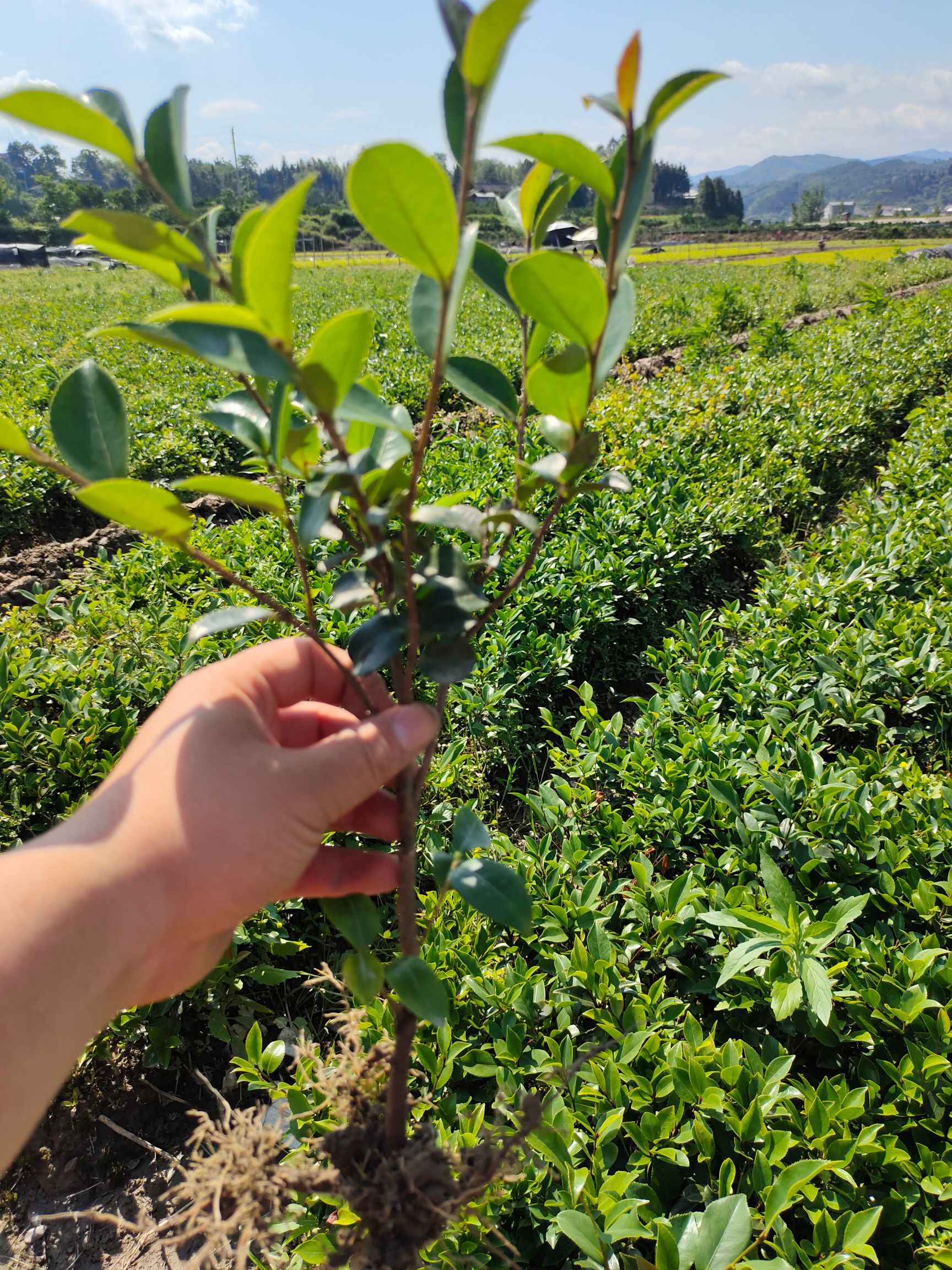  茶梅