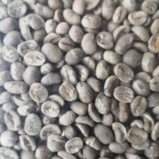 思茅云南咖啡豆