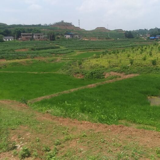 重庆市疏林地 800亩宜机化整治后土地出租