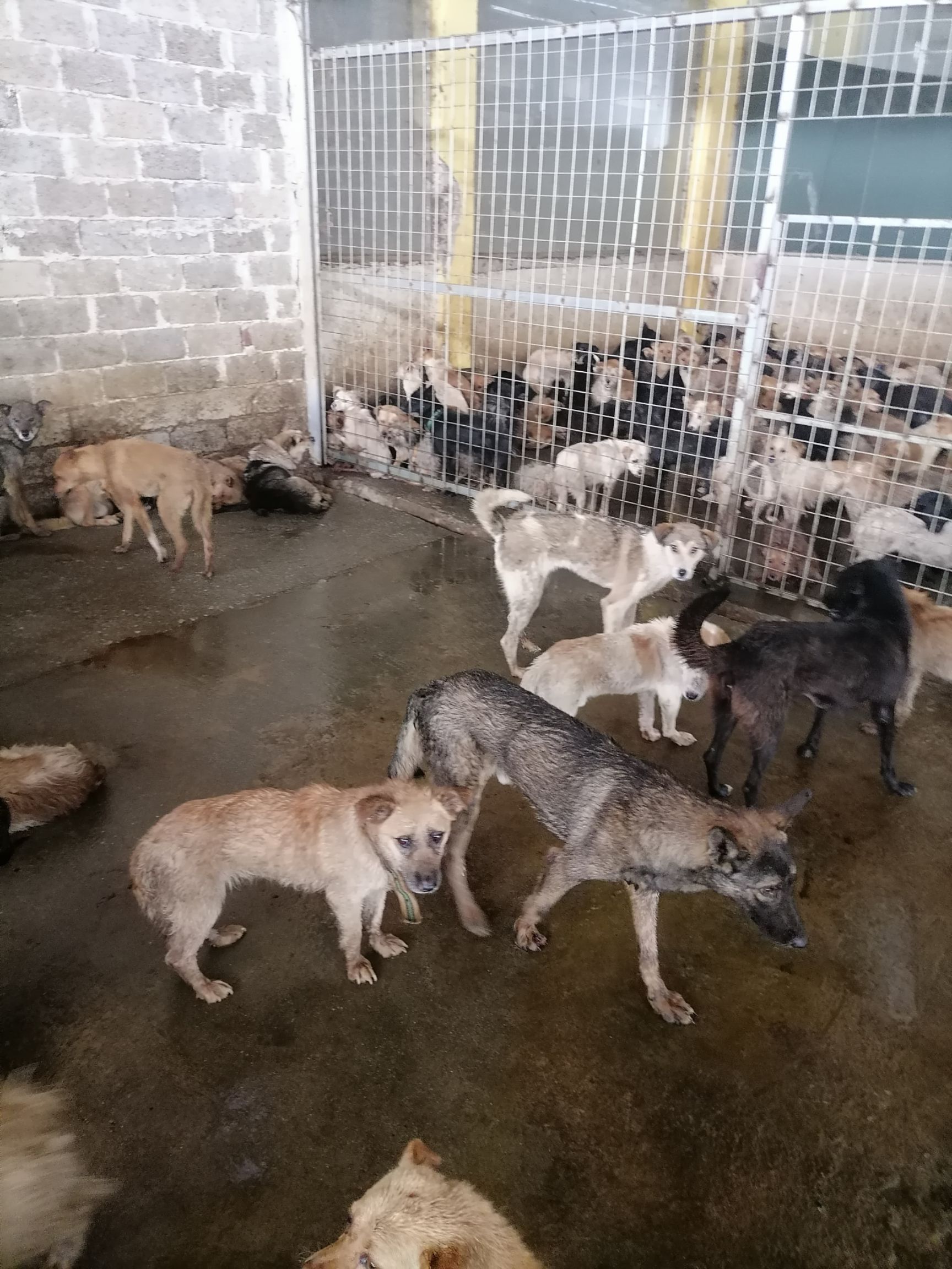 土狗大狗16.全国批发，