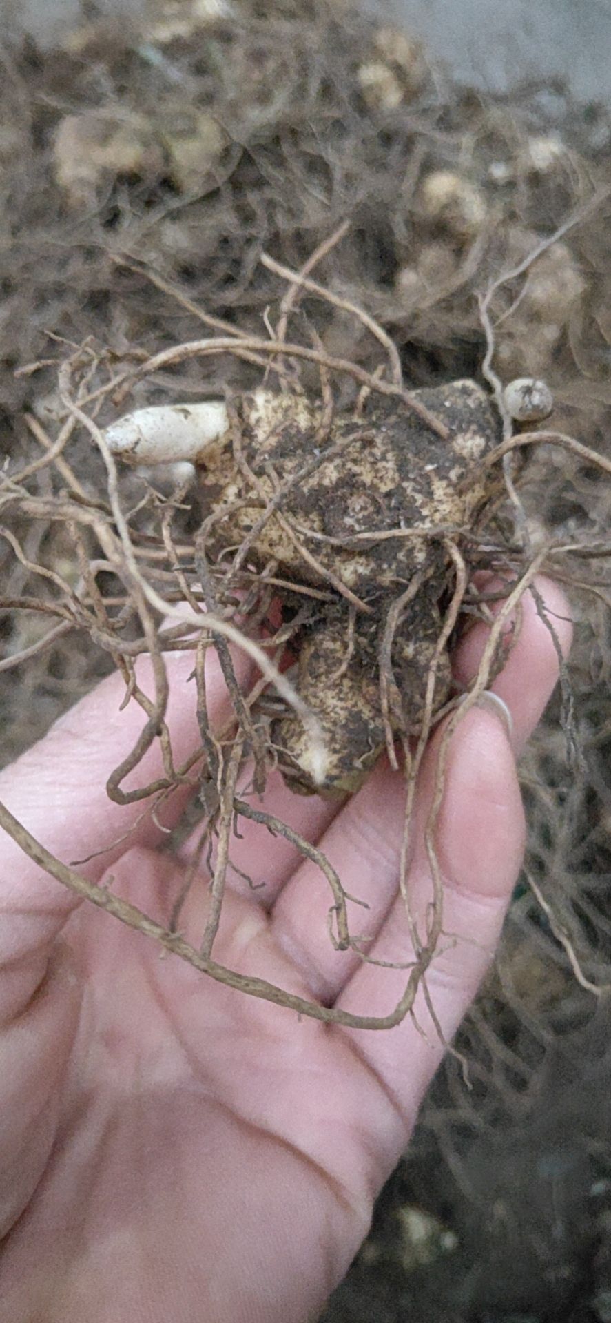 黄精种苗  多花药典品种 基地直供 现挖现卖提供技术包回收