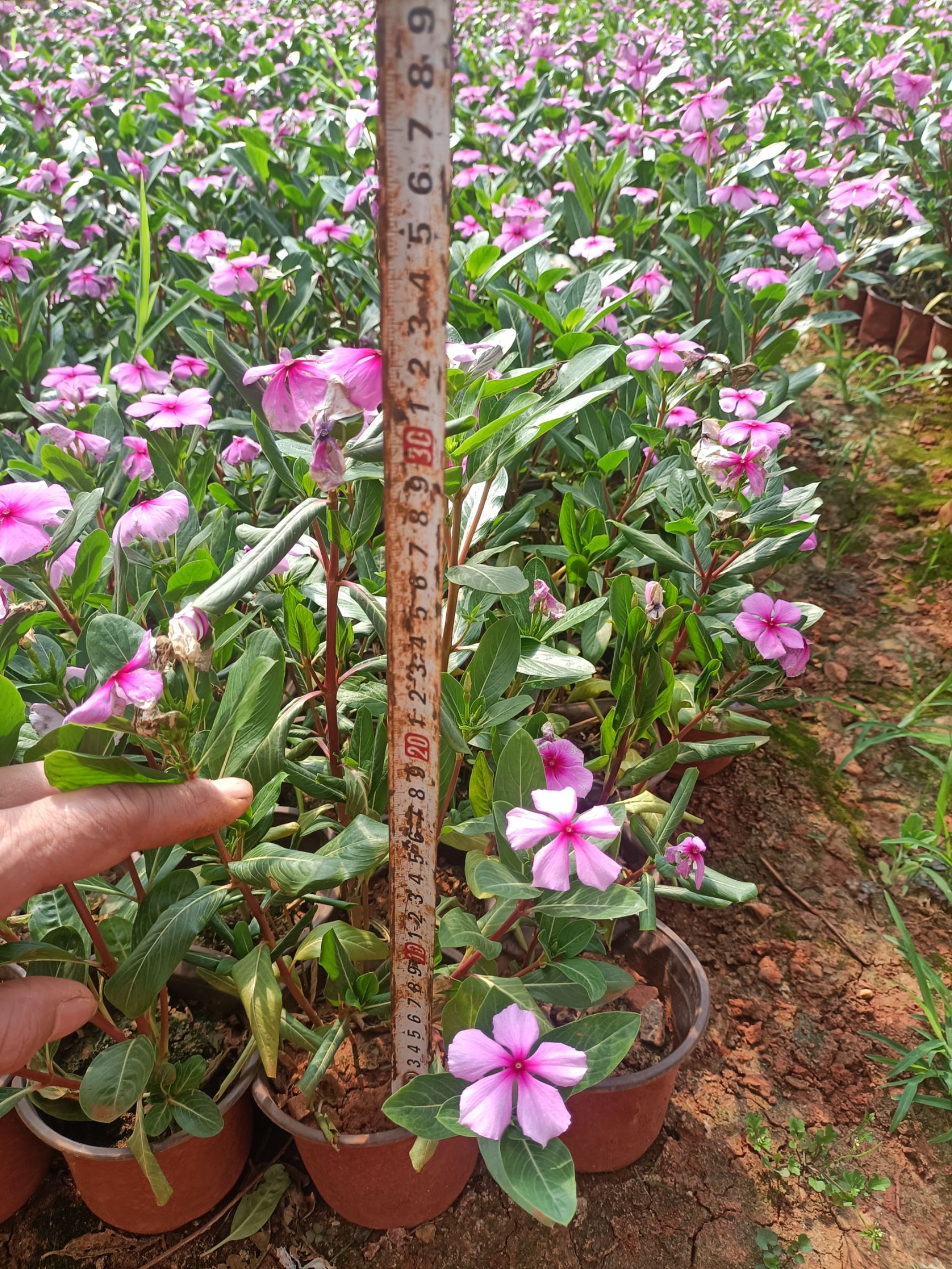  三十分高的长春花