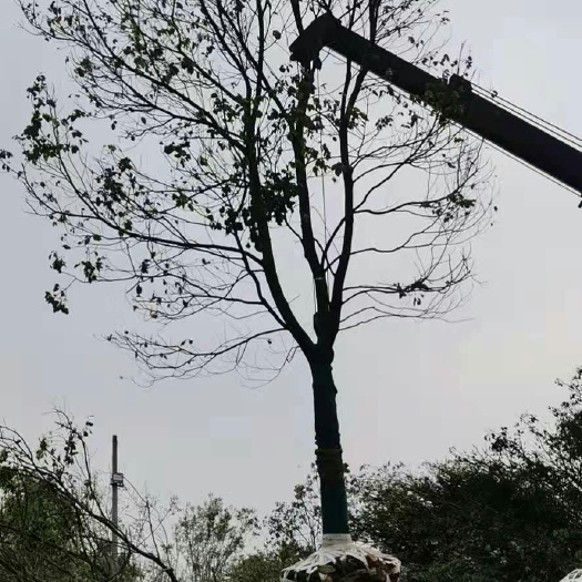荆州香樟