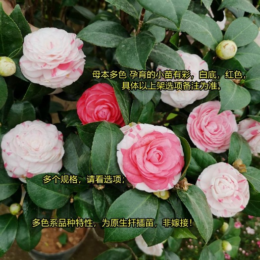漳平市十八学士茶花盆栽苗福建龙岩永福镇基地批发保质保量原盆原土发货