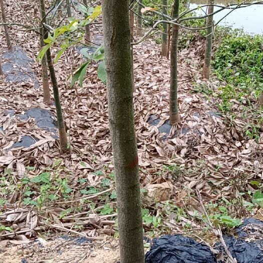 鹤山市独杆发财树 发财树