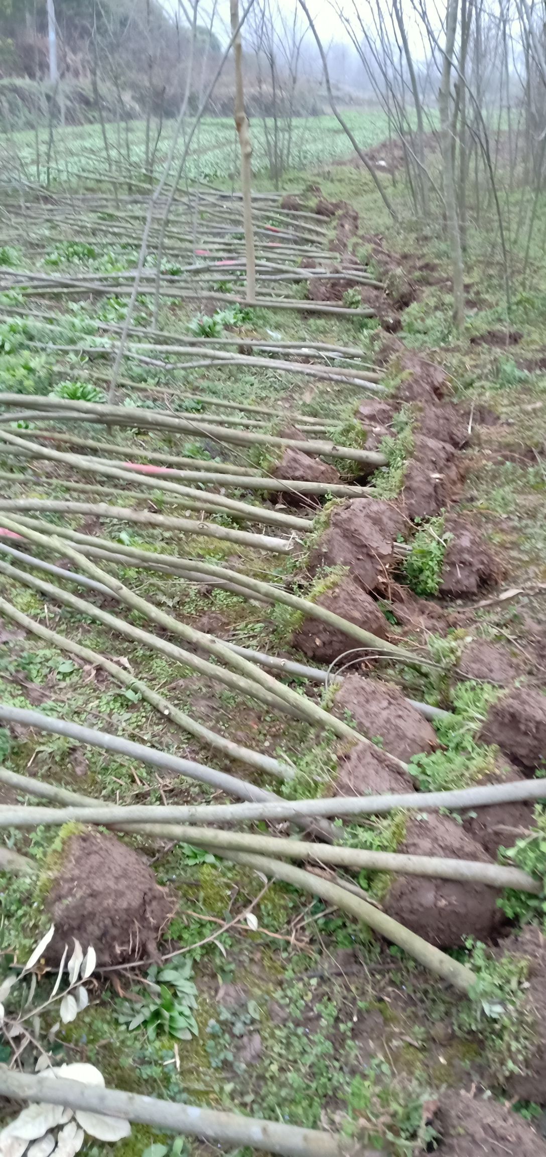 青檀树  青檀苗木