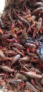 小龙虾尾 小龙虾小青