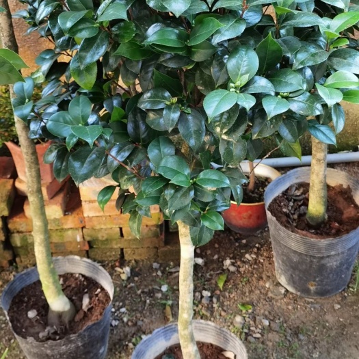 漳平市茶花树 茶花十八学士150高